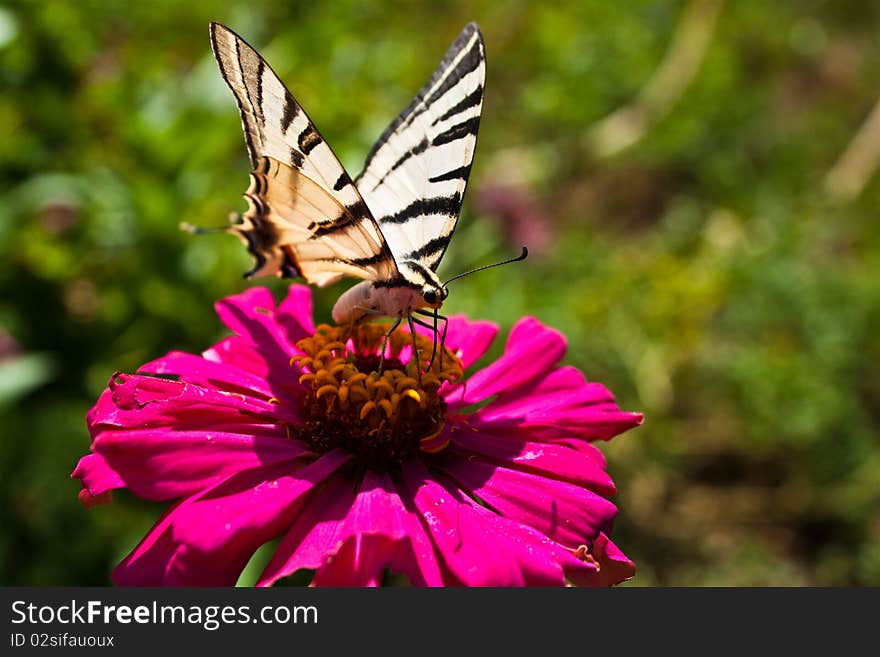 Monarch butterfly on pink flower