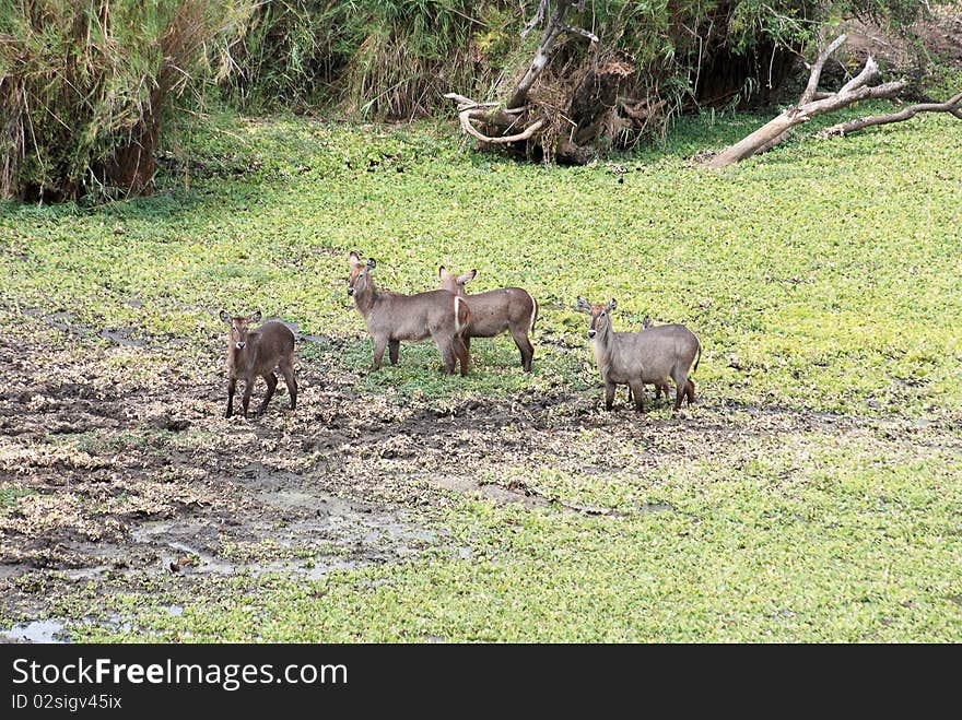 Water bucks standing in a dam