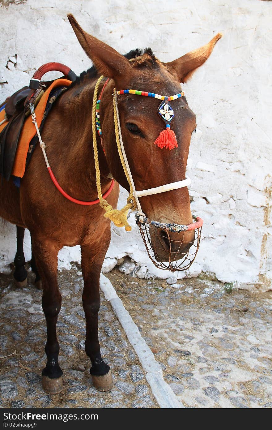 Donkey in Santorini