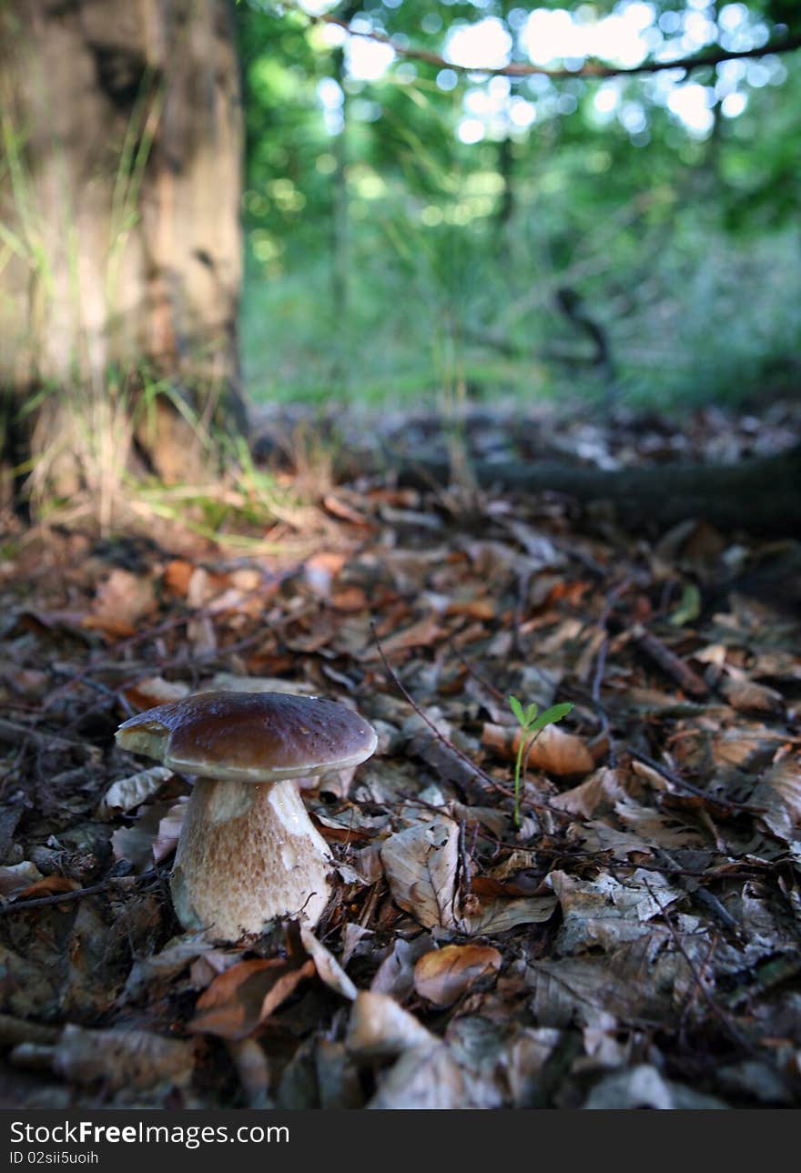 Mushrooms Growing In Forest