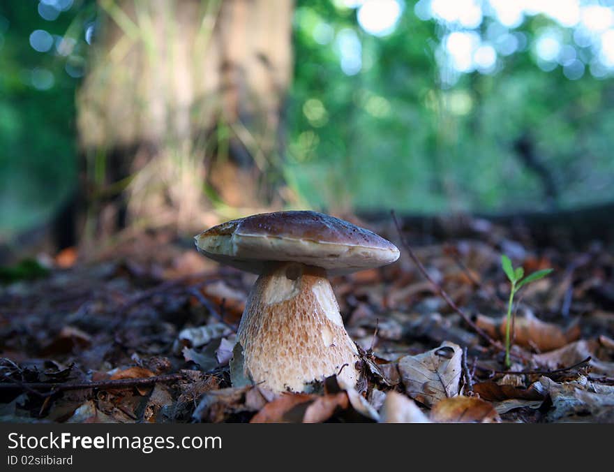 Wild mushroom growing in forest in dry leaves. Wild mushroom growing in forest in dry leaves