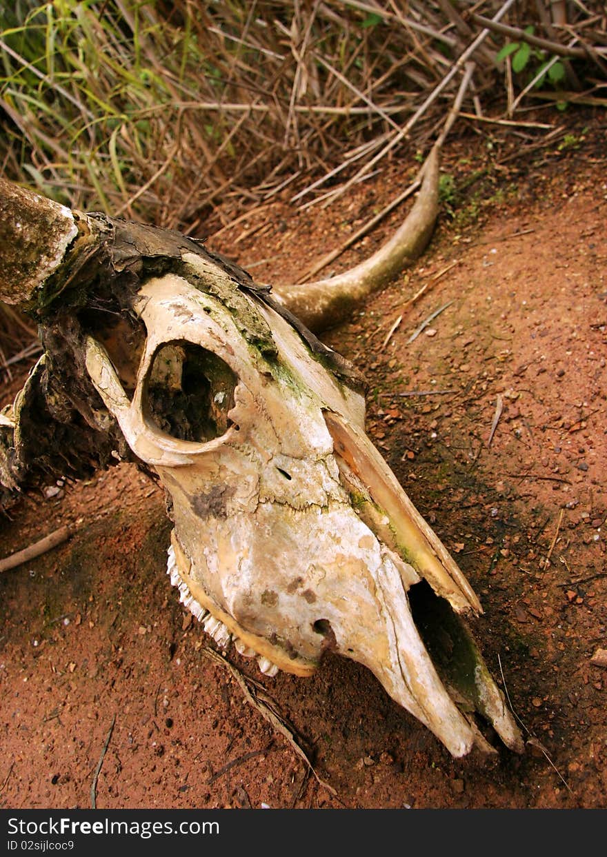 A skull in the werribee zoo, Melbourne, Australia. A skull in the werribee zoo, Melbourne, Australia