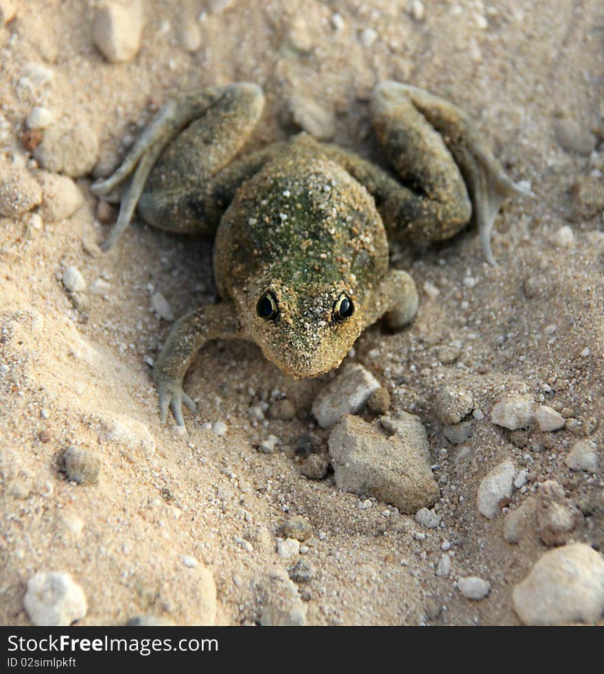 Camouflaged Frog on sand