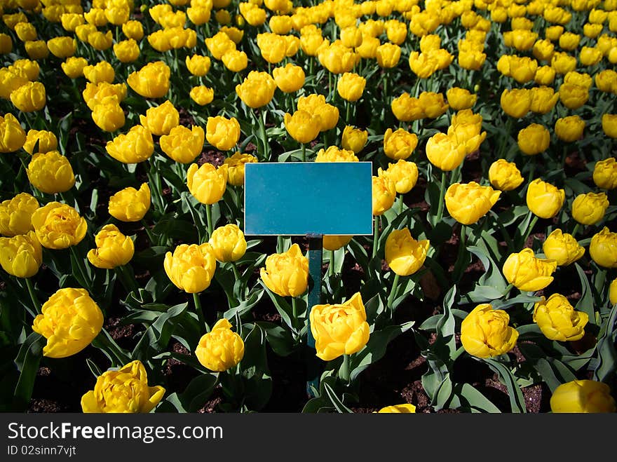 Empty card in the middle of many yellow tulips