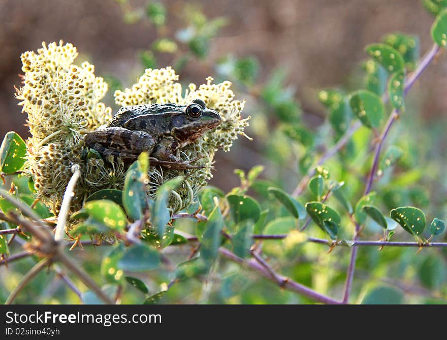 Frog Hiding in a flower