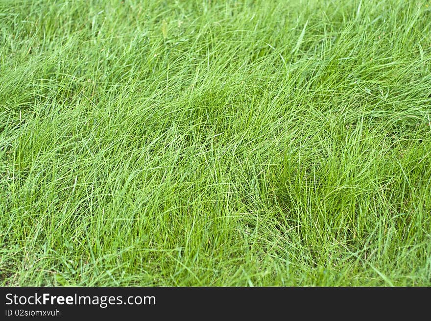 Green grass