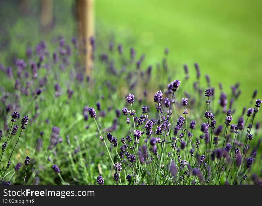 Detail of wild growing lavender on green field