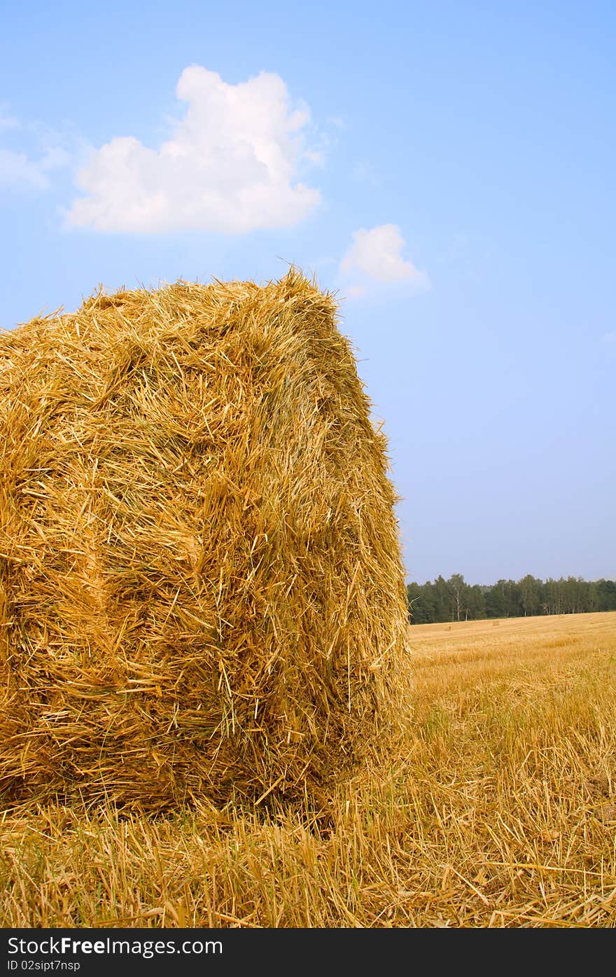 Meadow of hay bales inder blue sky