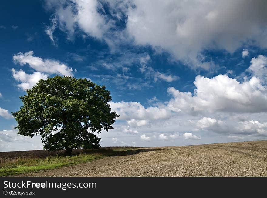 Single tree in a farm field in England. Single tree in a farm field in England