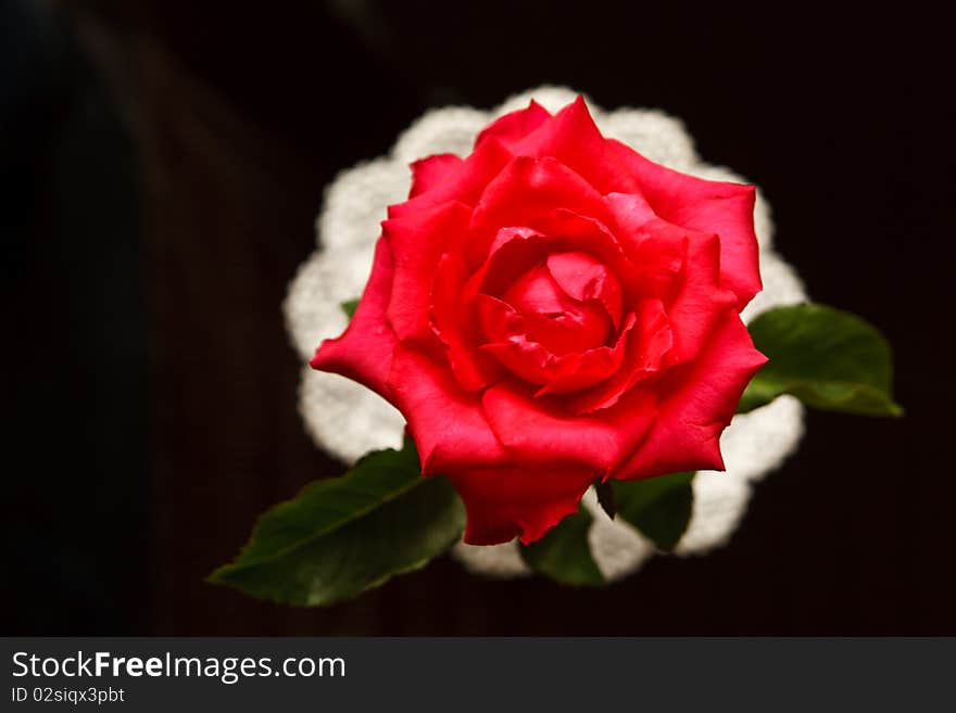 Red rose and black background