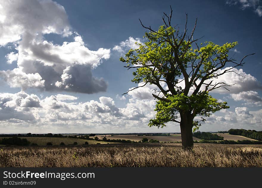 Single tree in a farm field in England. Single tree in a farm field in England