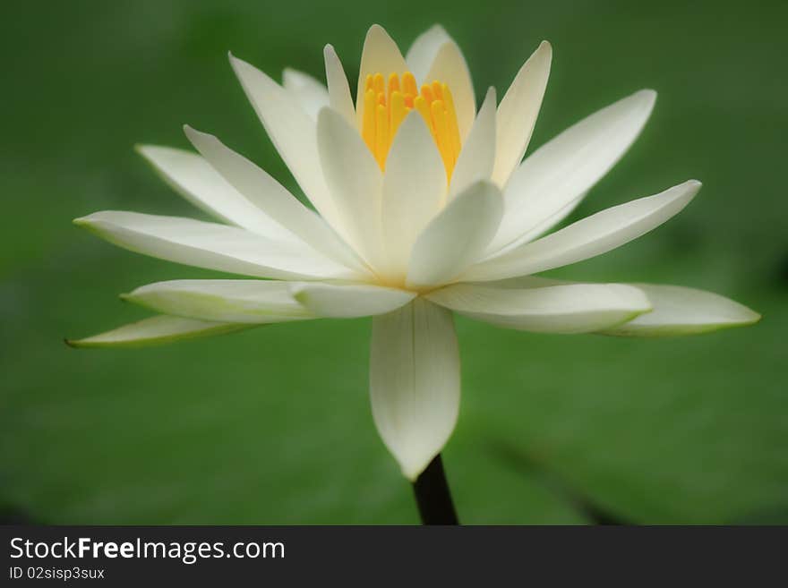 White tropical lotus on blur background. White tropical lotus on blur background