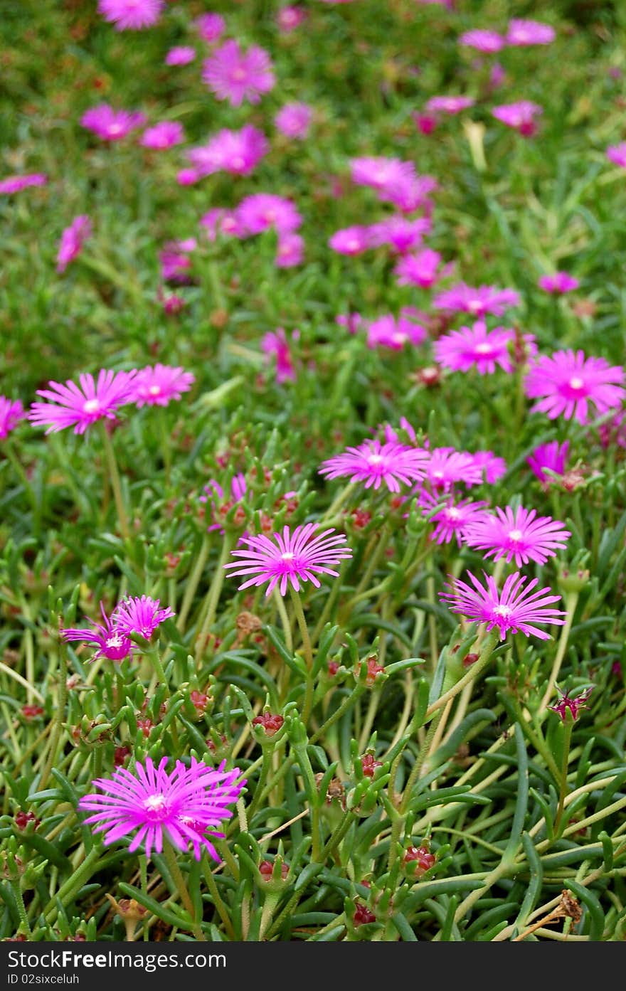 Trailing Iceplant