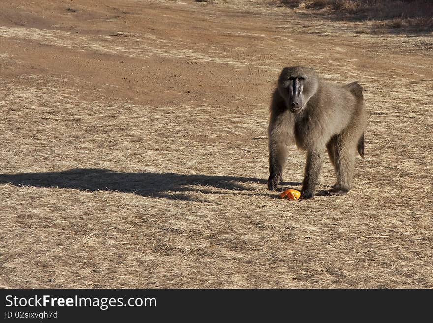 Chacma baboon in the wild with orange peel discarded in veld. Chacma baboon in the wild with orange peel discarded in veld