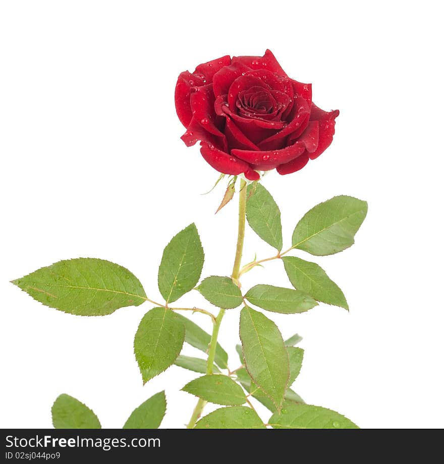 Red rose on a white background