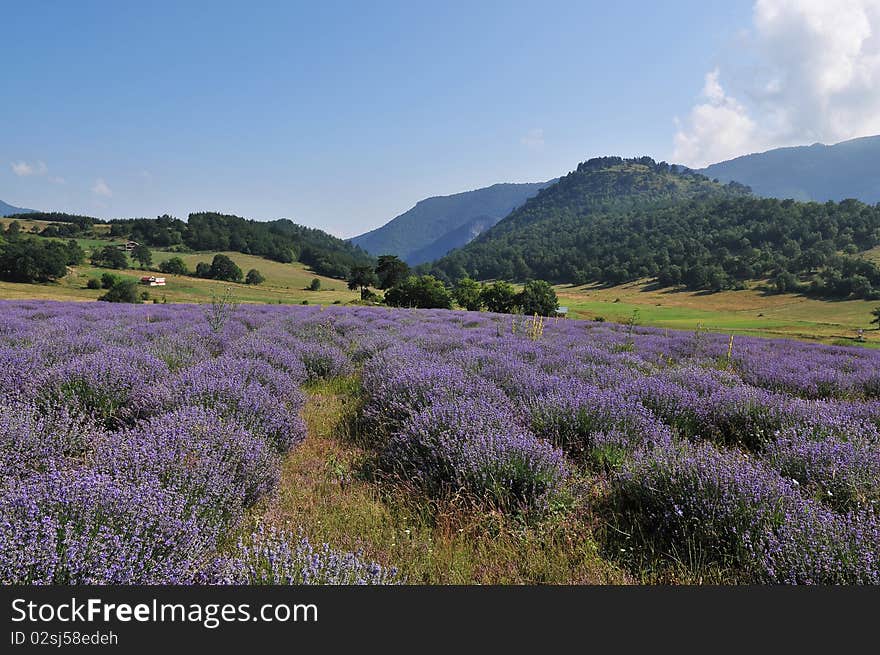 Color lavender field. Natural and herbal landscape. Color lavender field. Natural and herbal landscape