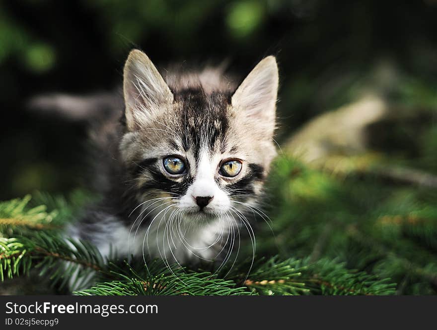 Cat playing on the tree