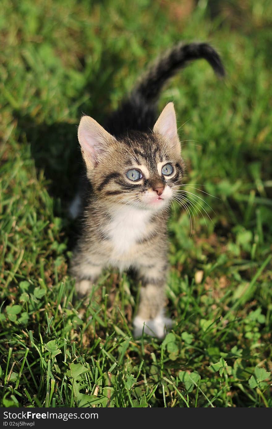 Cat playing on the grass