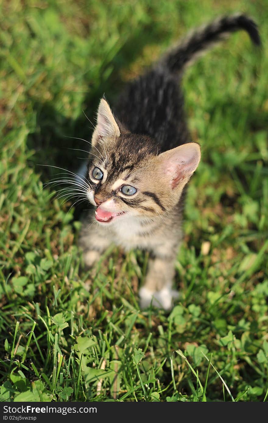 Cat playing on the grass