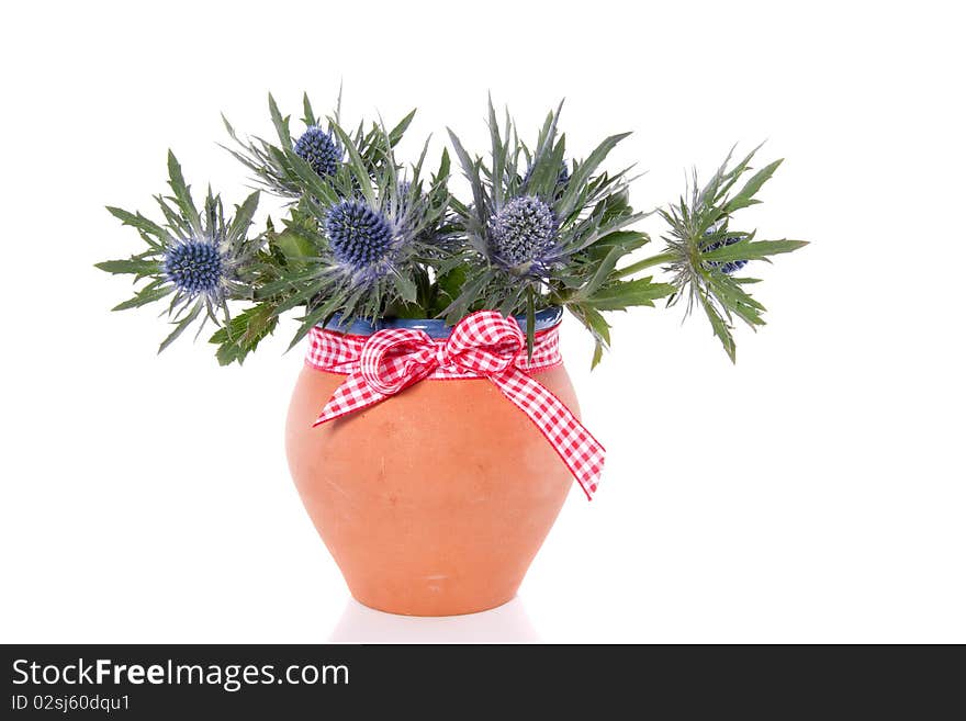 A bouquet of blue thistles in a therracotta flowerpot isolated over white