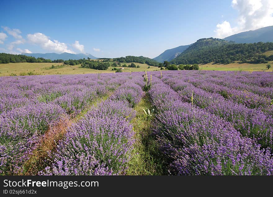 Color lavender field. Natural and herbal landscape. Color lavender field. Natural and herbal landscape