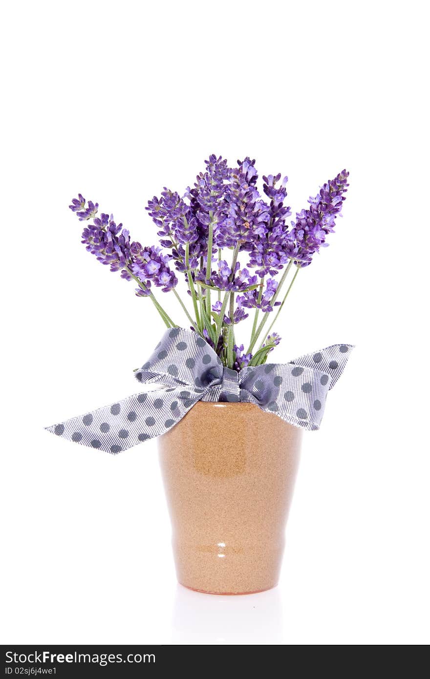 Purple lavender in a vase