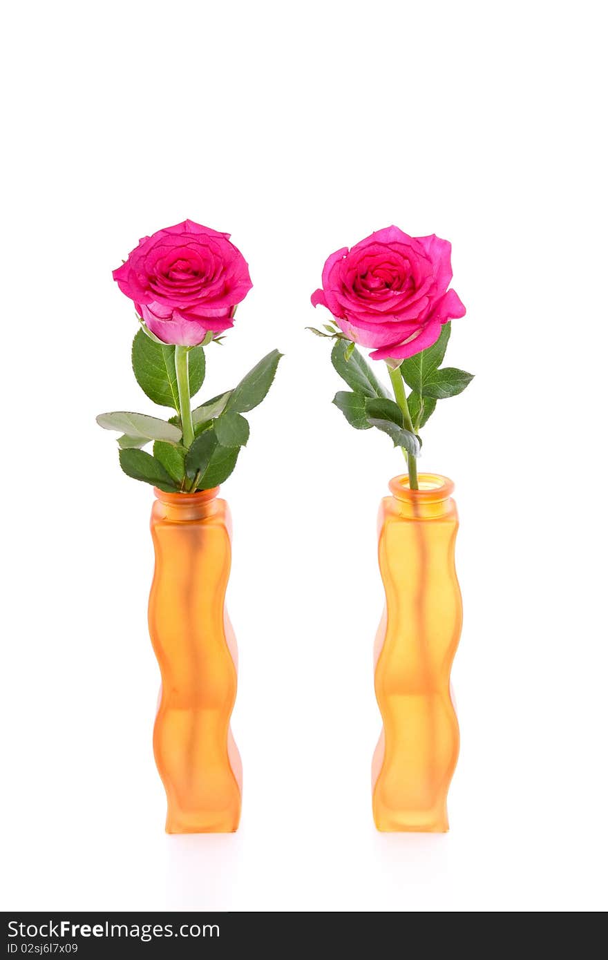 Two pink roses