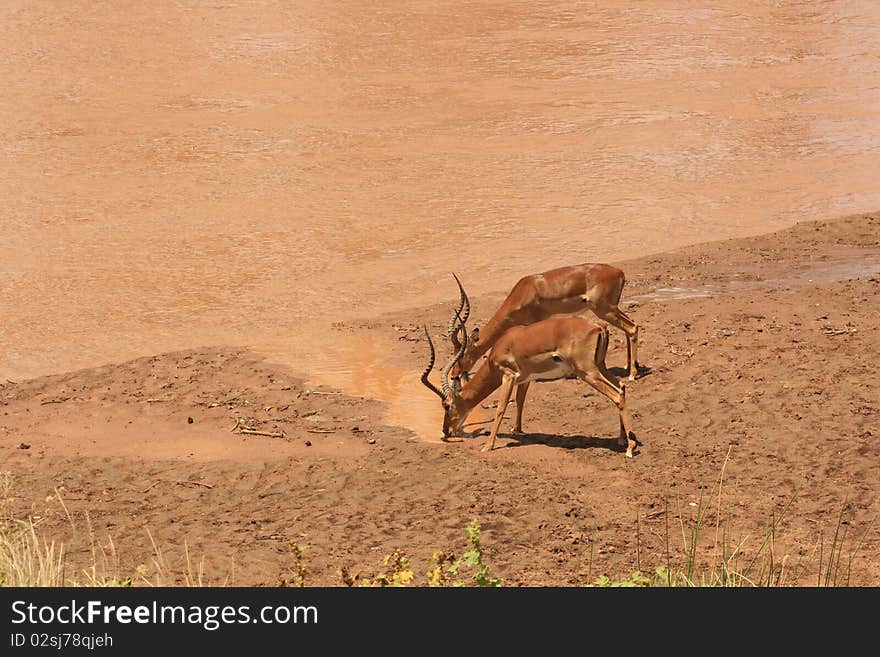 Antelopes drinking water