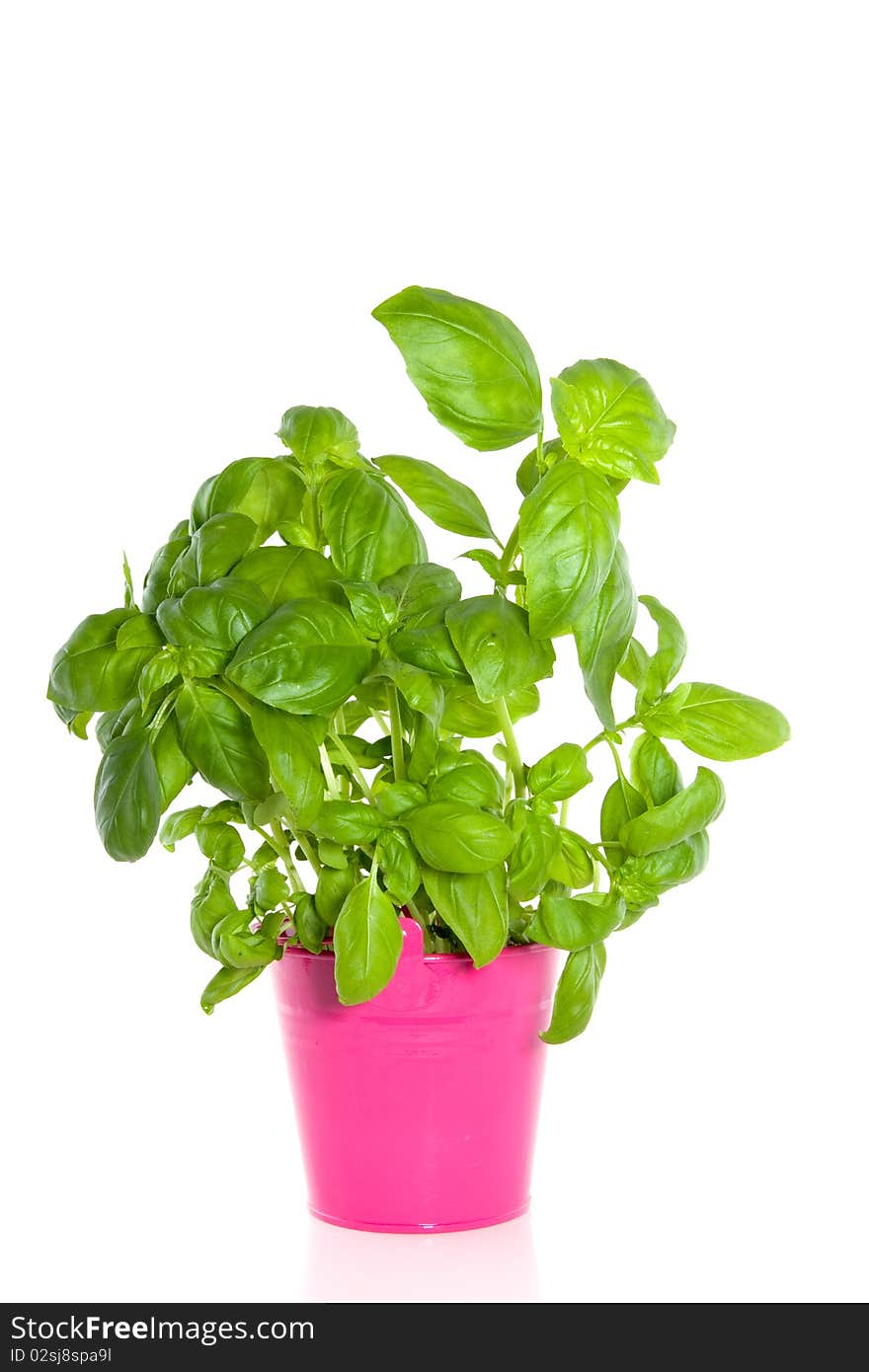 A Basil Plant In A Pink Bucket