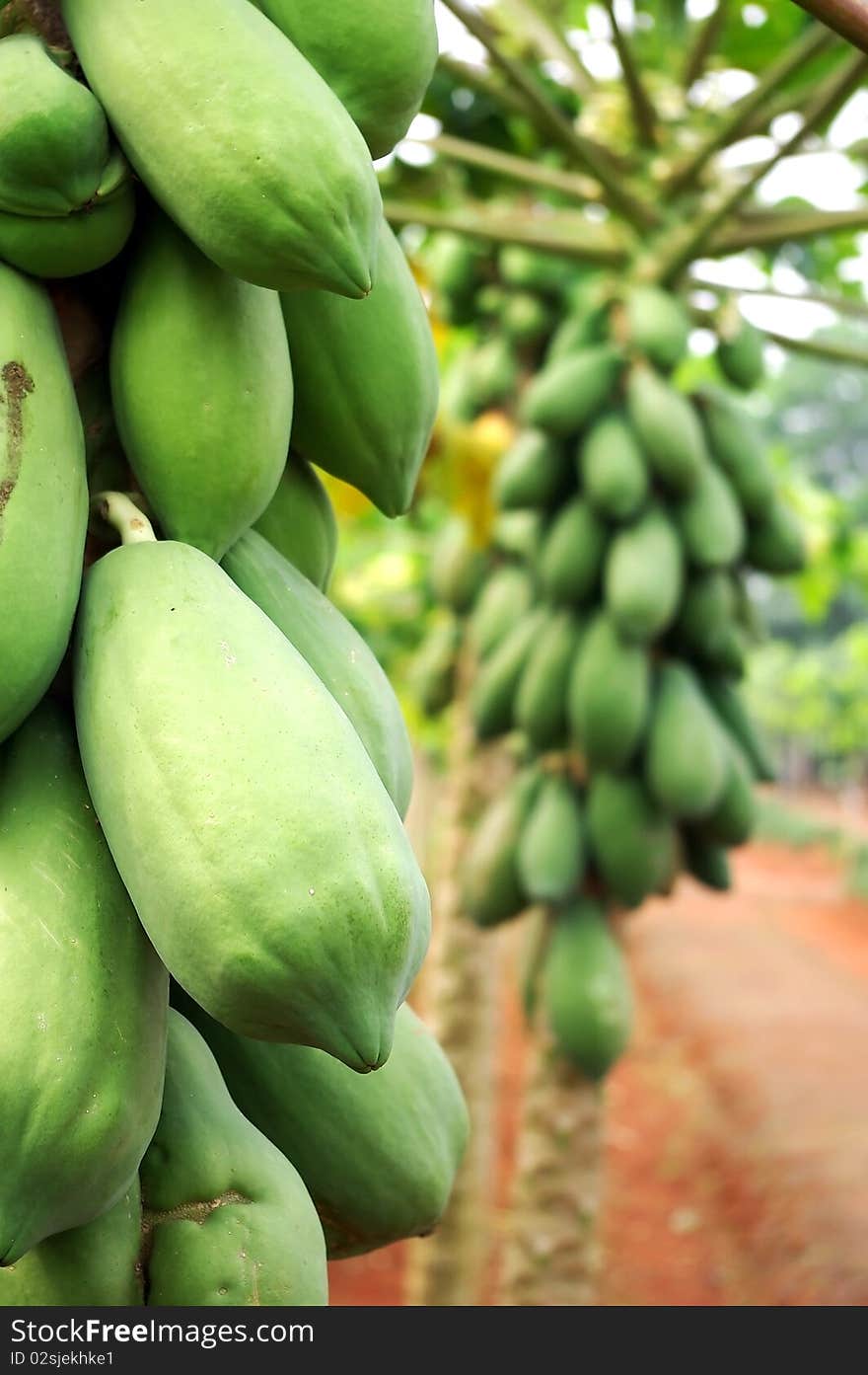 Greenish papaya tree on field in Hainan,china.