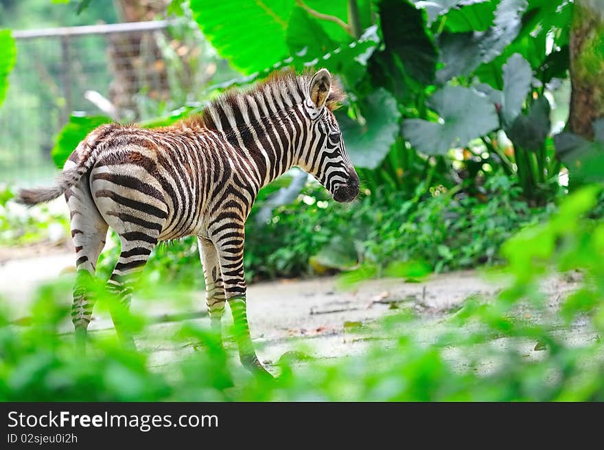 Baby zebra