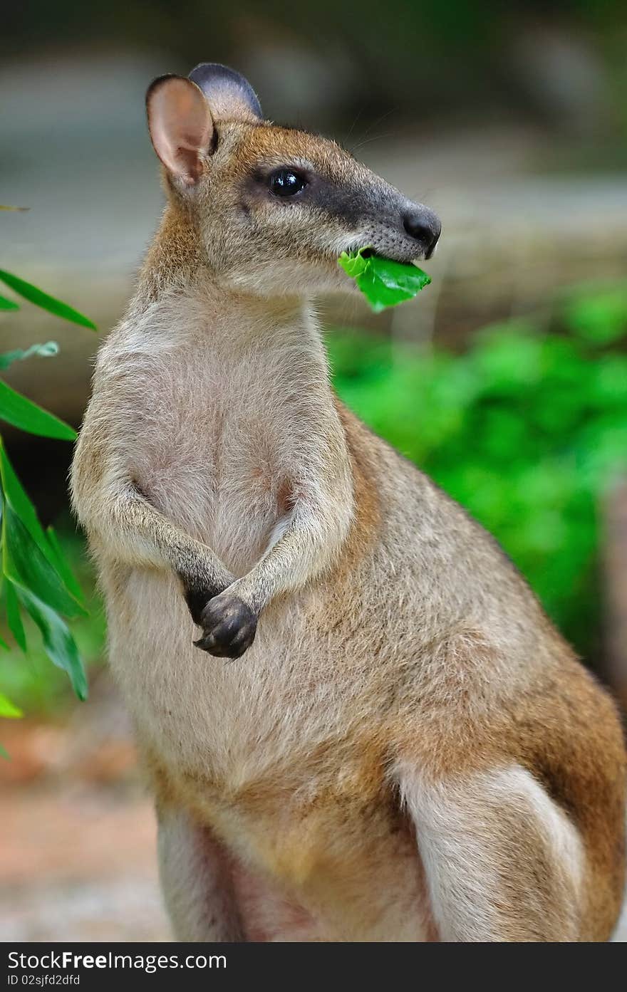 Red Kangaroo Enjoying Its Food