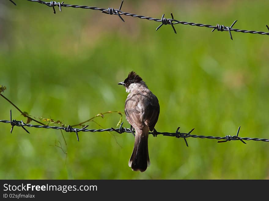 Bubul stand on the fence. Bubul stand on the fence.