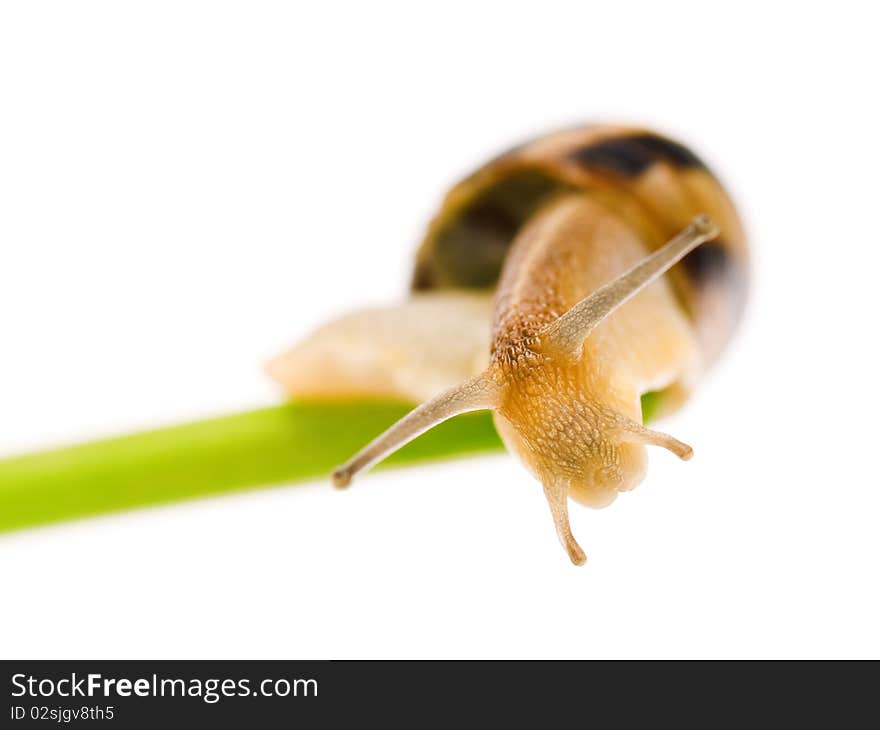 Garden snail on a white background