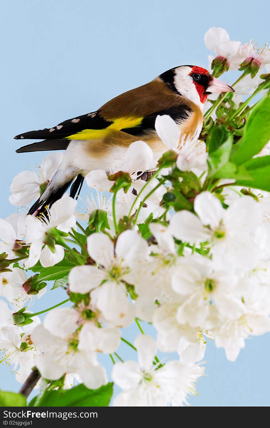 Goldfinch on a branch of blossom tree