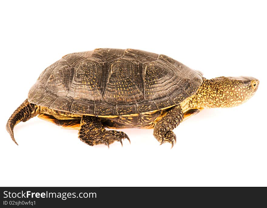 Cute small turtle on white background