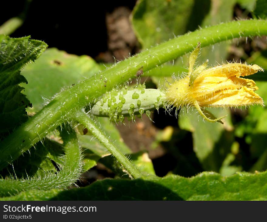 Detail photo of the small cucumber in the garden background. Detail photo of the small cucumber in the garden background