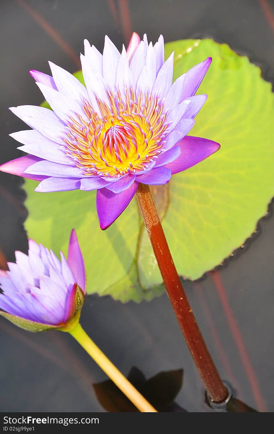 A beautiful lotus is standing on the lake.
This shot is taken on wetland in Asia.