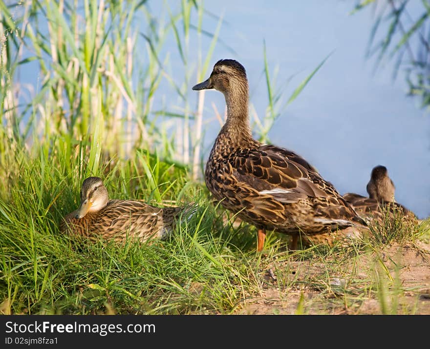 Mallard duck and baby ducklings. Mallard duck and baby ducklings