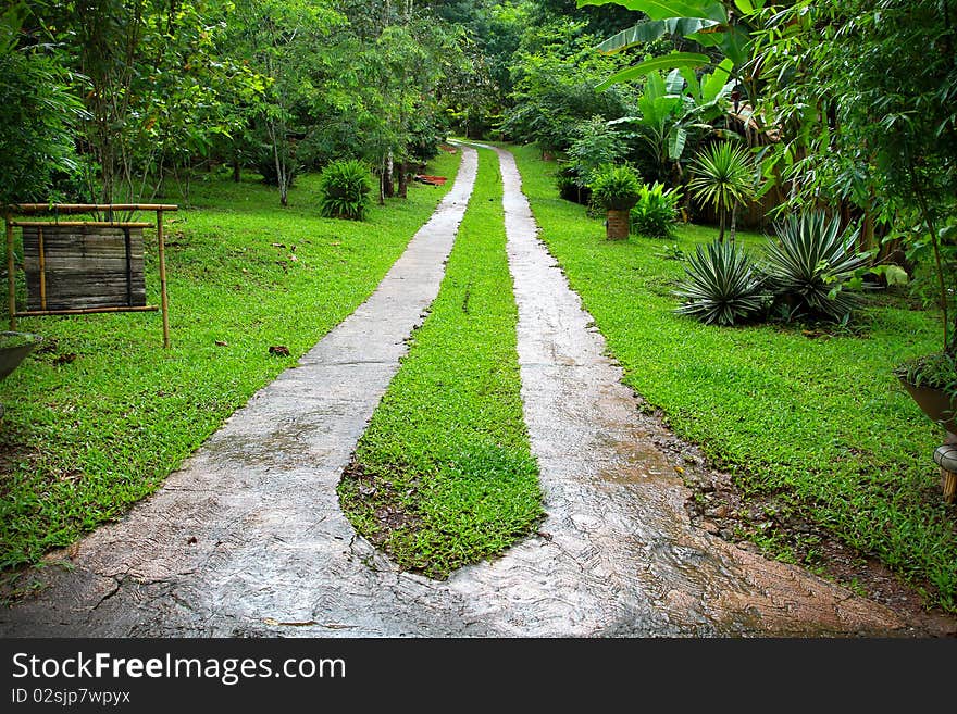 Road in deep forest