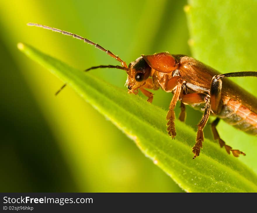 Red Soldier Beetle on green leaf. A very common beetle.