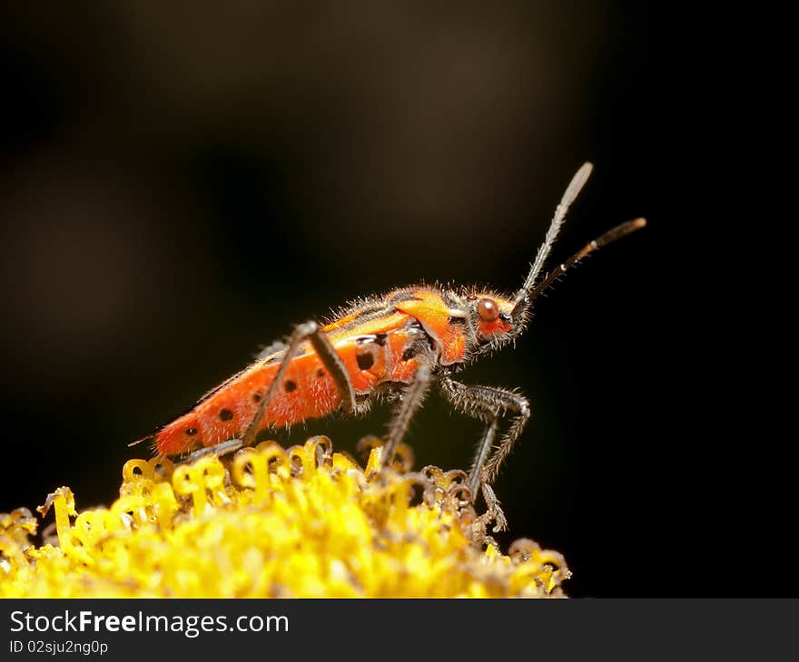 Red Bug Corizus Hyoscyami