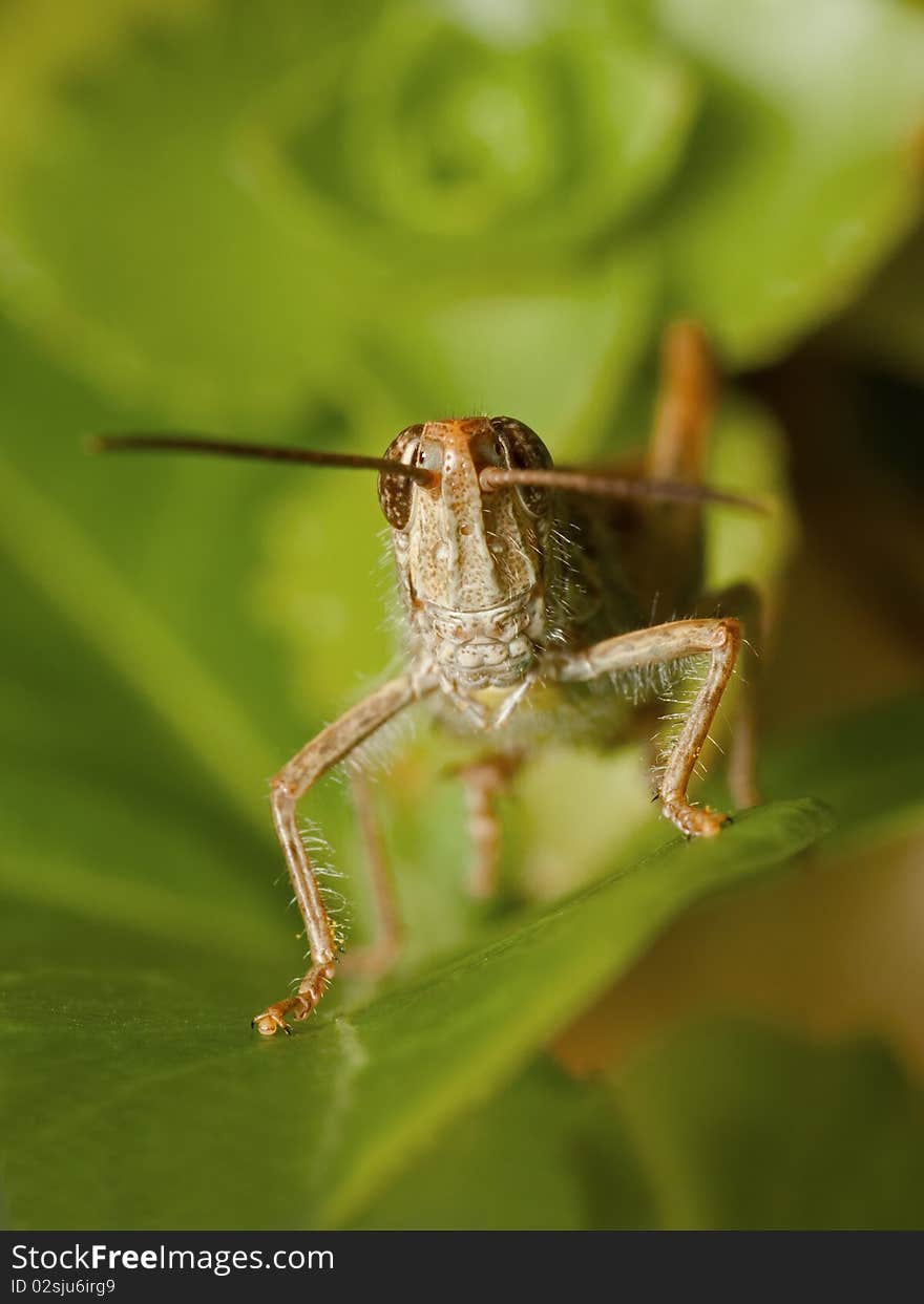 Looking in the eyes of a grasshopper. Looking in the eyes of a grasshopper