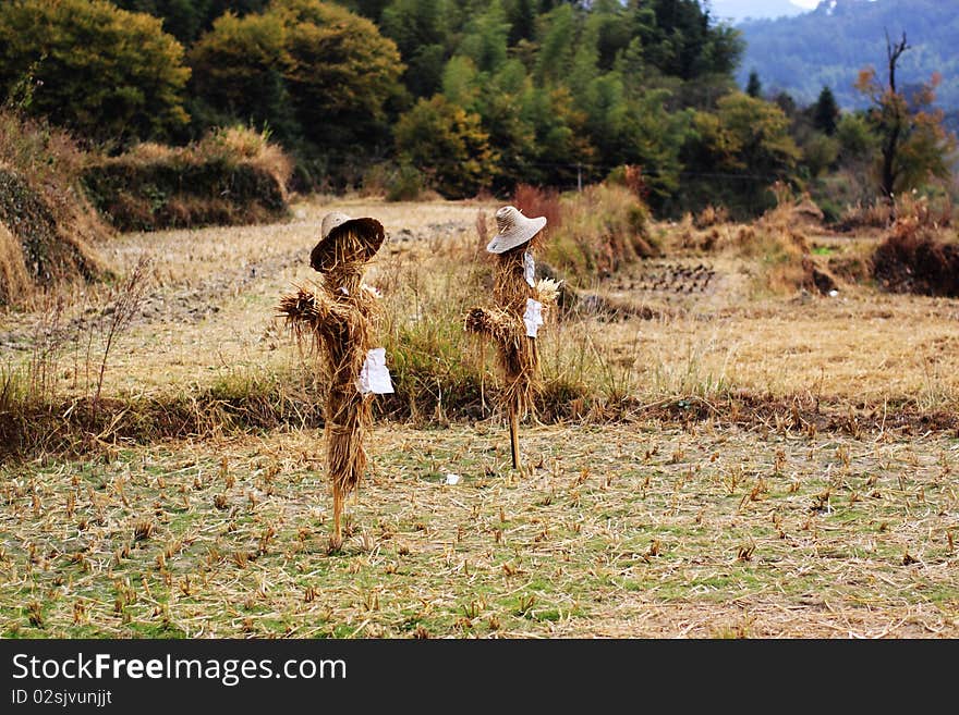 Jack straw in the field