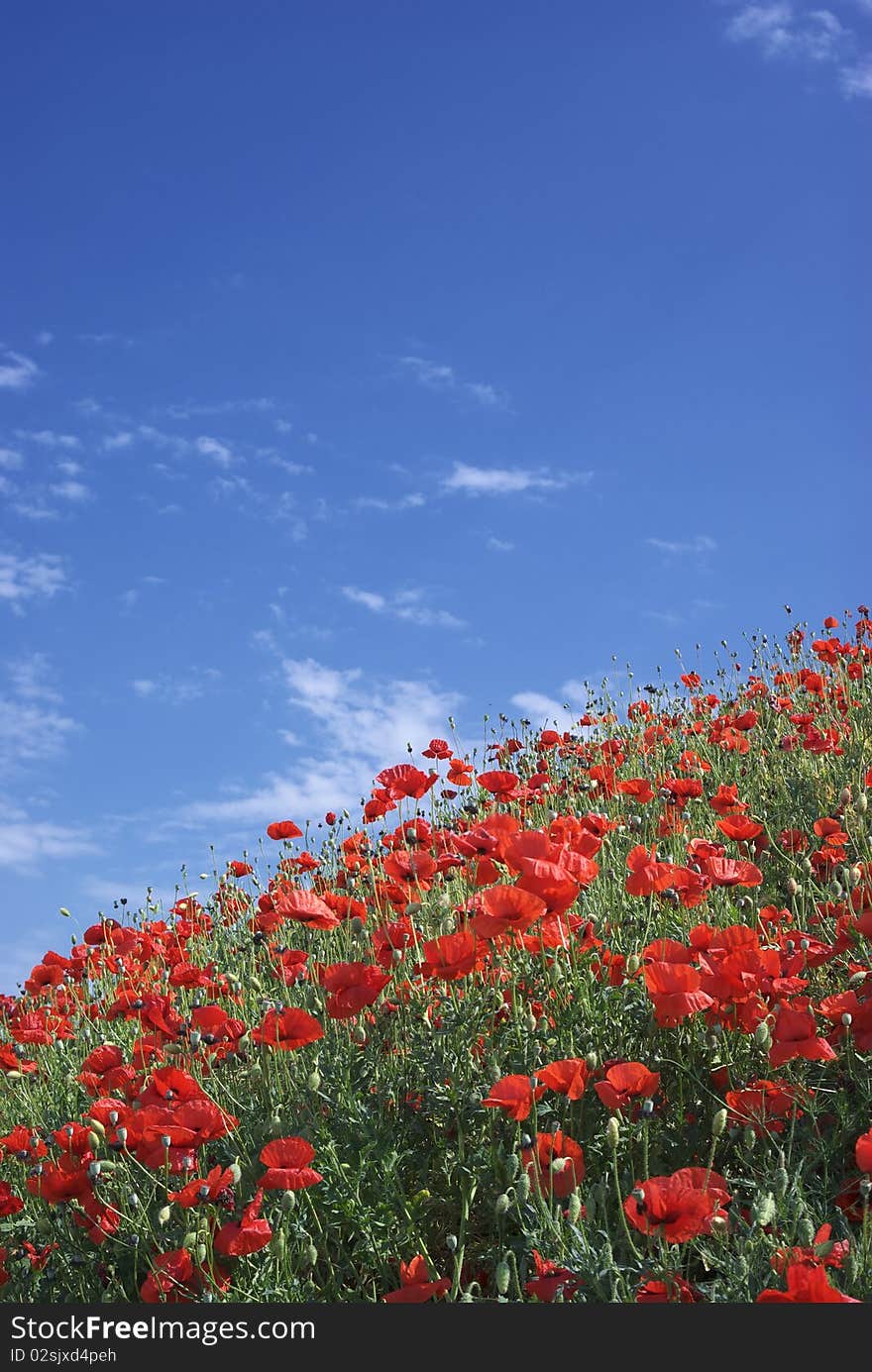 Poppies and sky