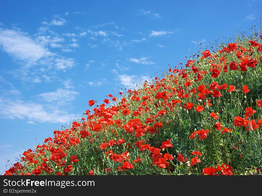 Poppies and sky