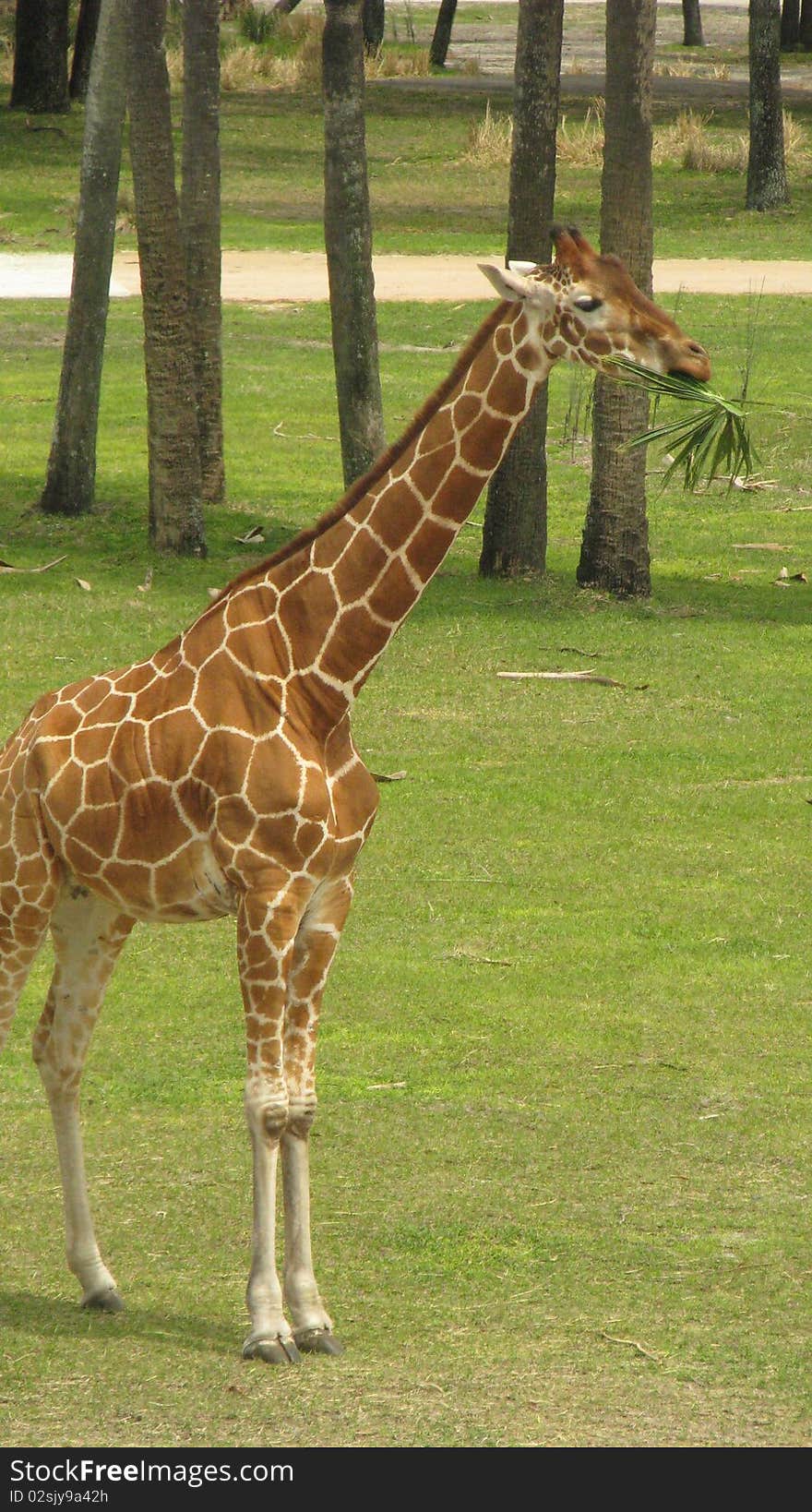 Giraffe grazing on a palm branch