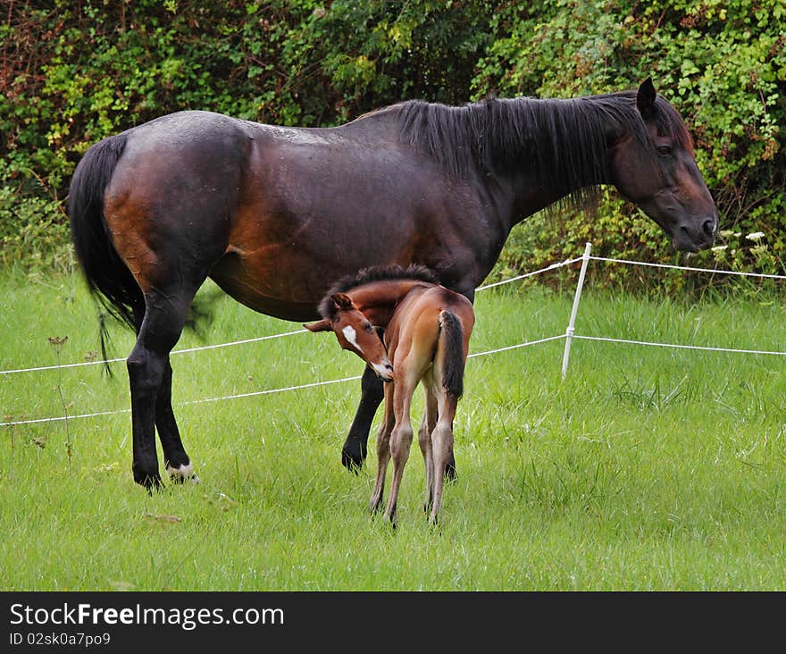 Bay Horse with her newly born Foal in an english meadow. Bay Horse with her newly born Foal in an english meadow