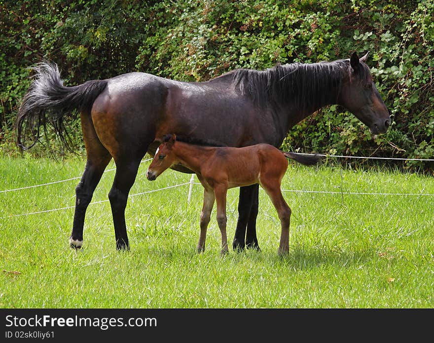 Bay Horse with her newly born Foal in an english meadow. Bay Horse with her newly born Foal in an english meadow