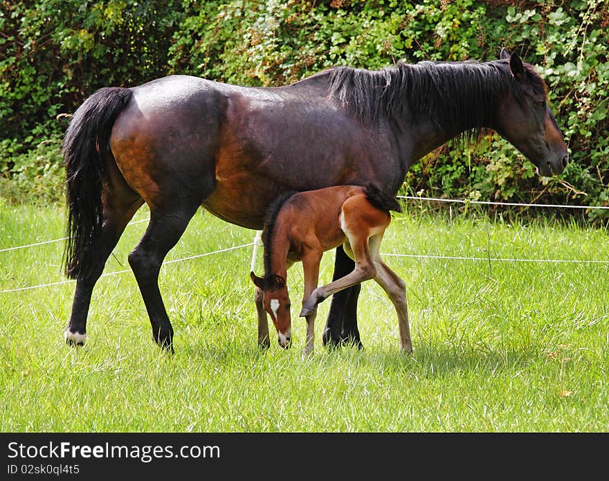 Bay Horse with her newly born Foal in an english meadow. Bay Horse with her newly born Foal in an english meadow